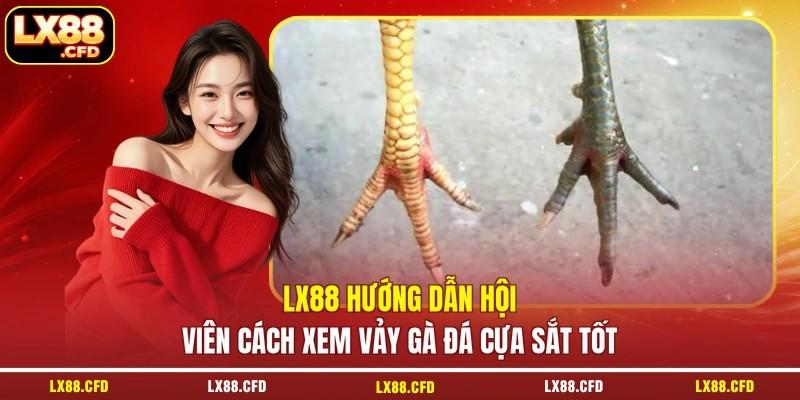 LX88 hướng dẫn hội viên cách xem vảy gà đá cựa sắt tốt